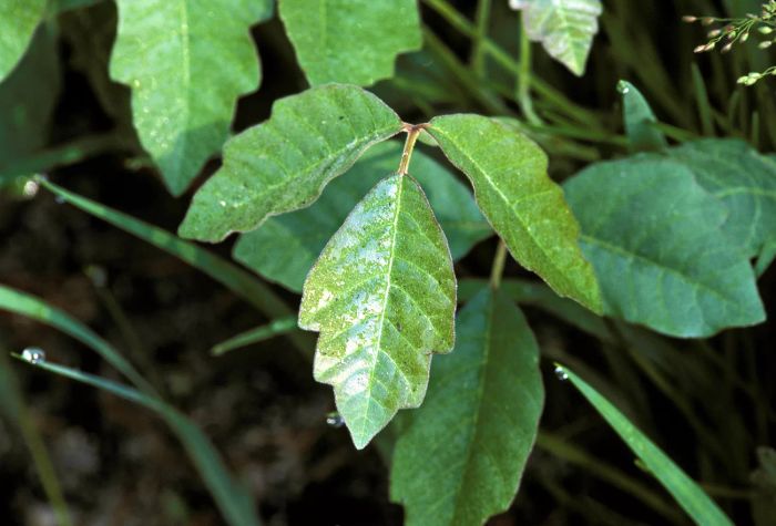 Poison oak plant displaying its distinctive 