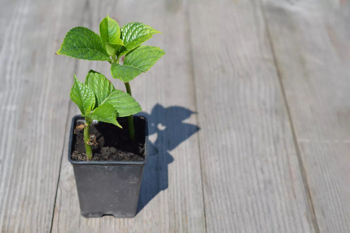 Planting hydrangea