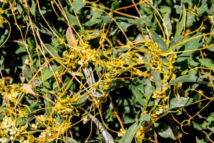 Dodder Weeds