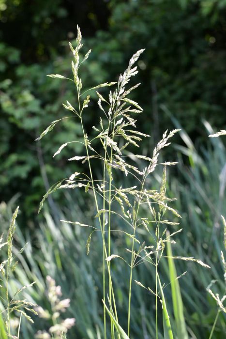 Poa Annua