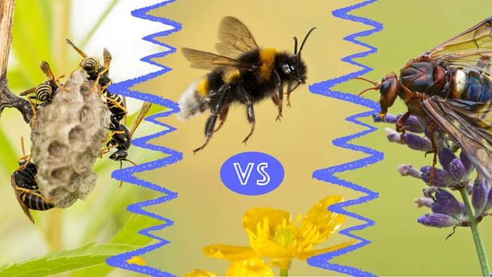 The differences between bees, wasps, and hornets are quite subtle.
