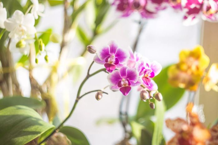 Orchids for Your Indoor Garden