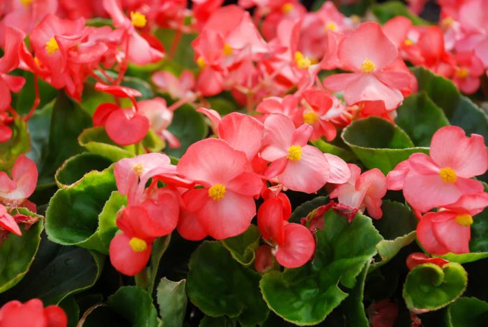 wax begonias
