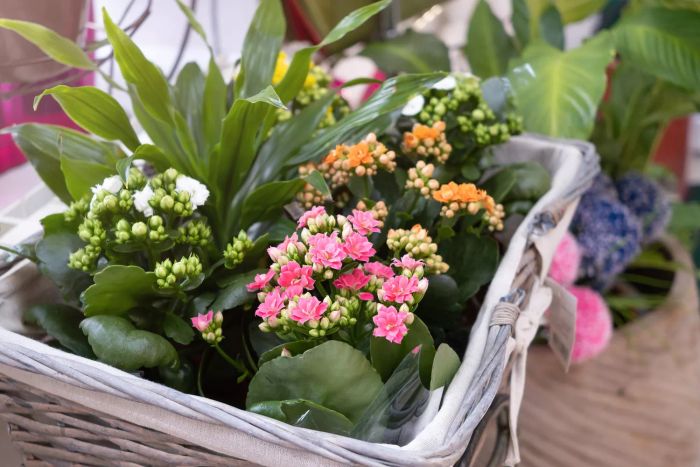 How to care for kalanchoe, the plant with beautiful pink blossoms