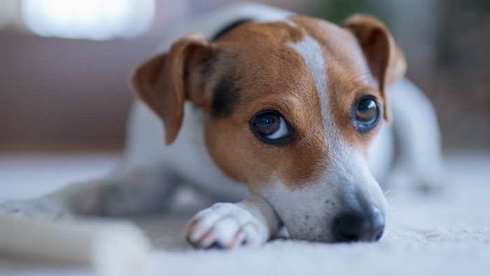 Your dog's charming brown eyes are no accident.