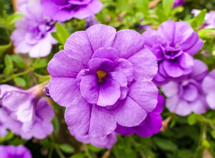 Gloxinia Indoor Plants