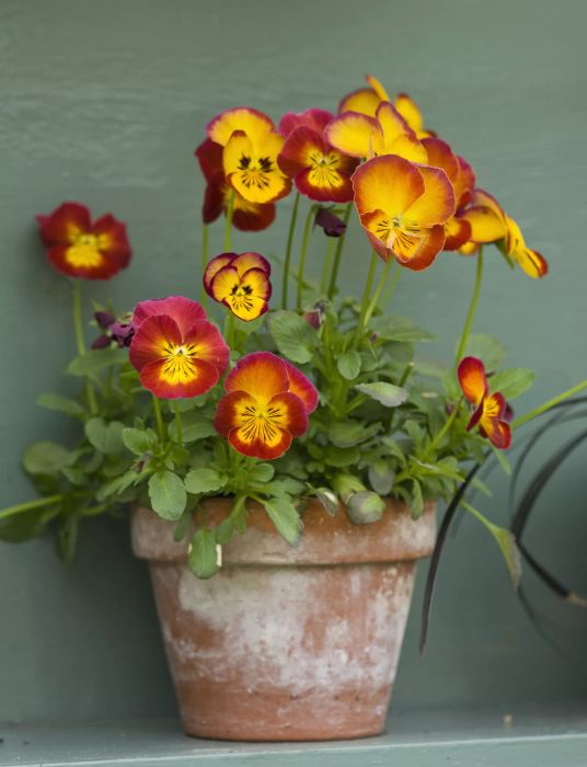 Yellow and red pansies in a terracotta pot