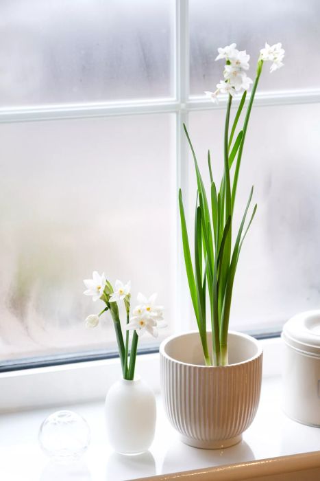 Paperwhite bulbs