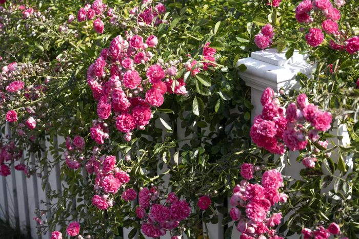 lush rose blooms spilling over a white wooden fence