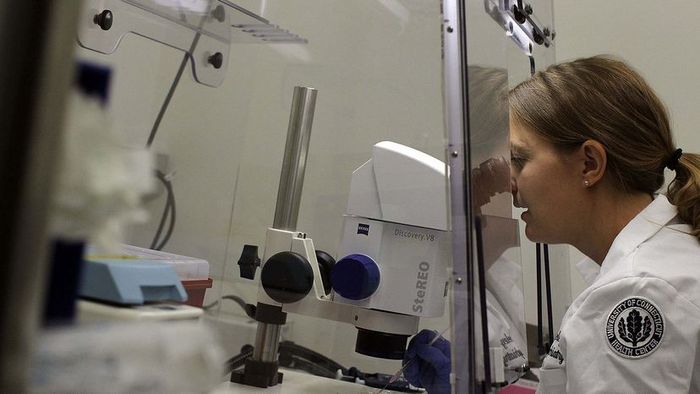 scientist examining stem cells