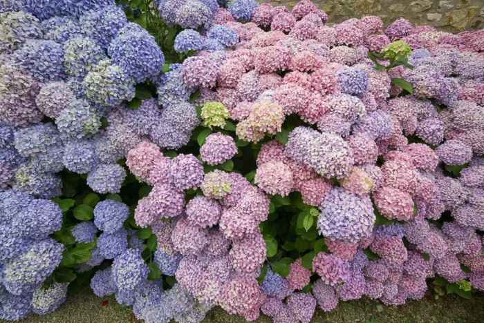 hydrangea-arranging-ideas