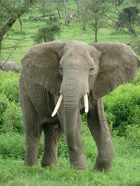 File:Elephant near ndutu.jpg