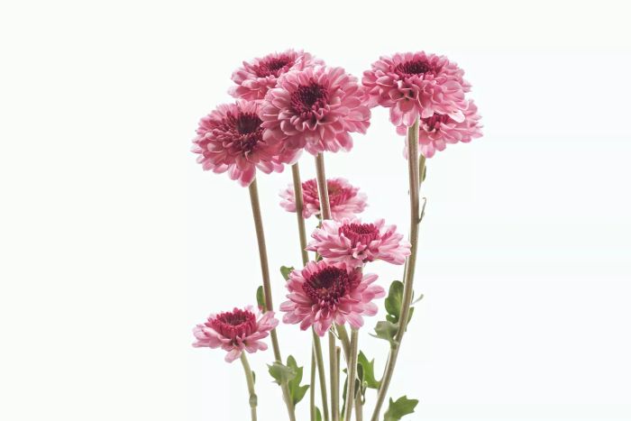 Chrysanthemums