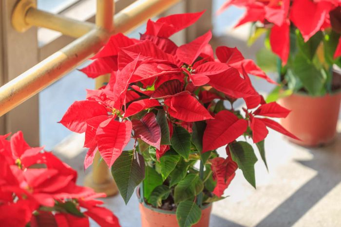poinsettia-care-GettyImages-637106292