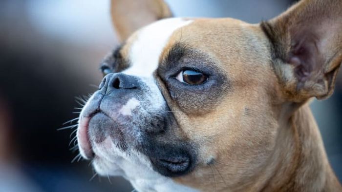 The small pocket in a dog's lower left ear is referred to as Henry's pocket.
