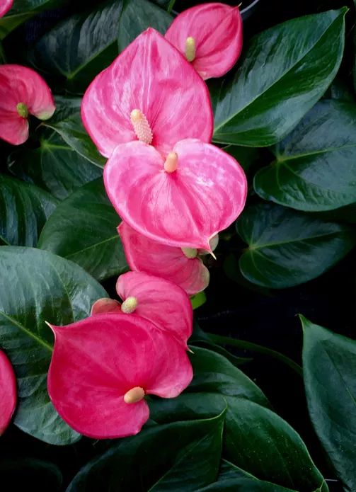 Pink Anthurium Indoor Plants
