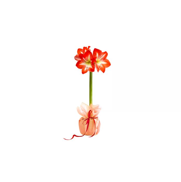 Amaryllis