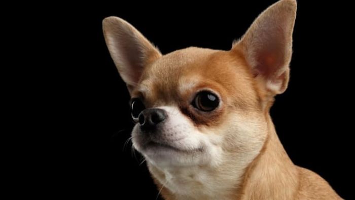 Chihuahuas, too, have a Henry's pocket.