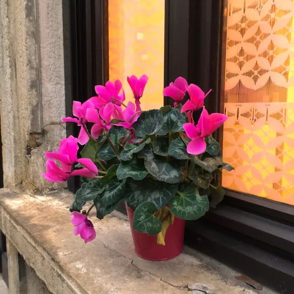 Cyclamen Indoor Plant