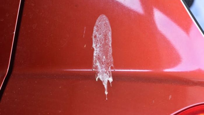 Birds have little regard for vehicles.