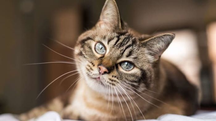 Naming your cat 'Whiskers' is like calling your baby 'Fingertips.'