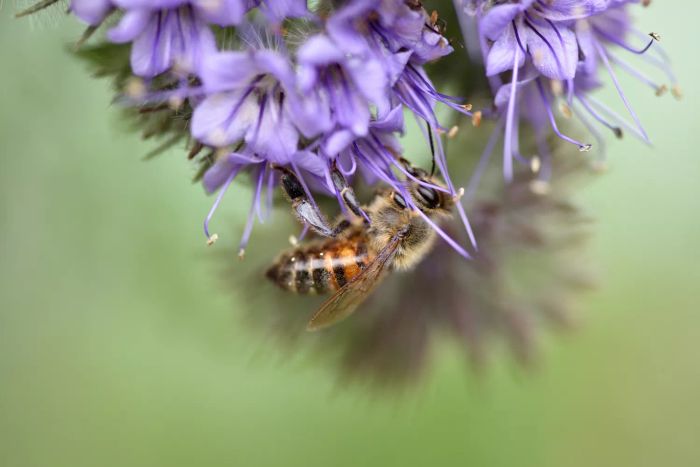 A bee collecting nectar from a purple flower.