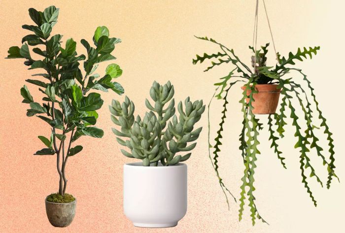 Terrain Faux Fiddle Leaf Fig, Threshold Artificial Succulent, and The Sill Faux Hanging Ric Rac Cactus set against a warm tan and orange textured backdrop
