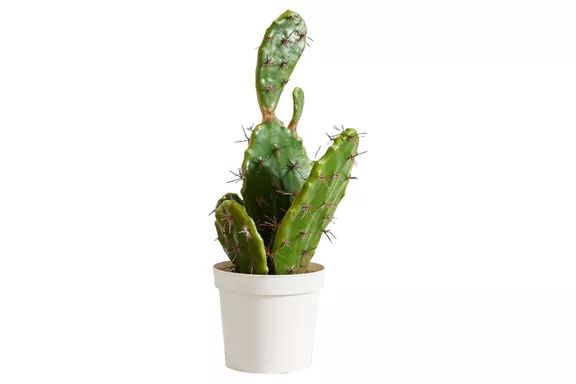 West Elm Faux Potted Flat Cactus Plant