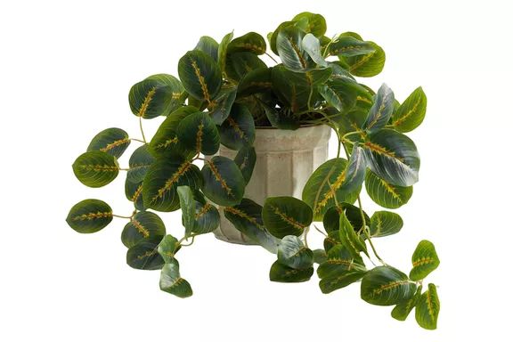Pottery Barn Faux Wandering Prayer Houseplant