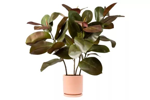 The Sill Faux Rubber Tree