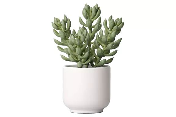 Threshold Artificial Succulent Plant