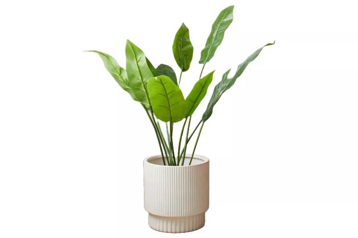West Elm Faux Potted Bird of Paradise Plant