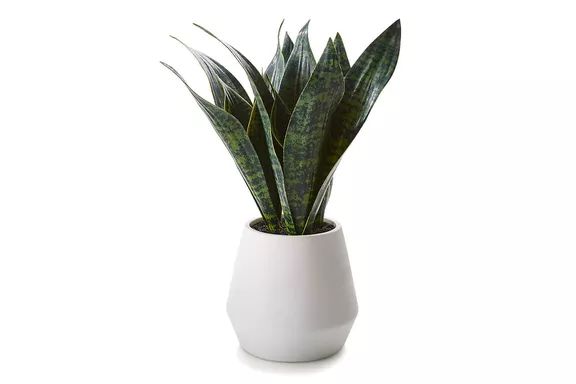 Crate & Barrel Faux Snake Plant in Pot