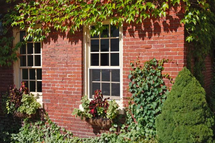 A brick home adorned with ivy and window boxes