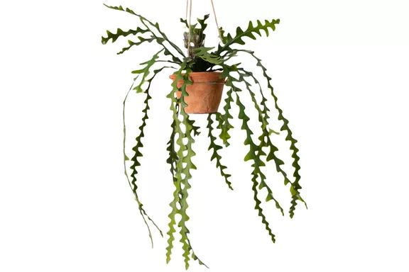 The Sill Faux Hanging Ric Rac Cactus