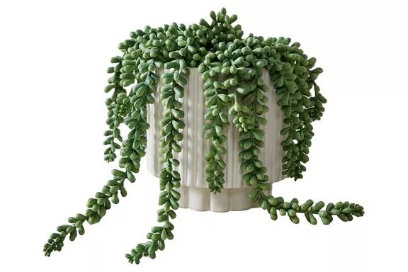 West Elm Faux Potted Donkey Tail Plant