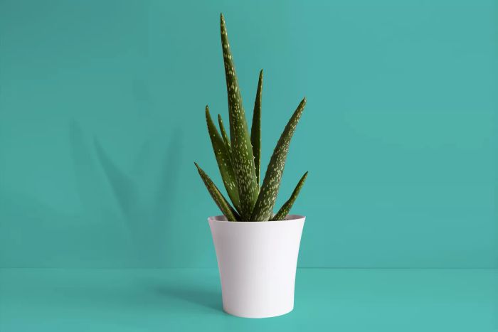 Aloe Vera in a Pot: A Low-Maintenance Indoor Plant