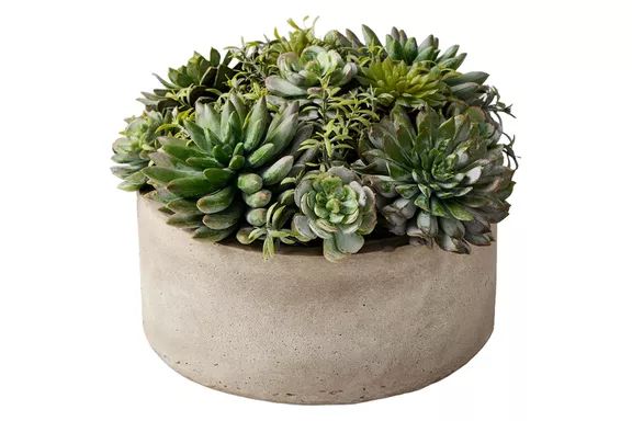Jeff Leatham x Williams Sonoma Real Touch Faux Succulents