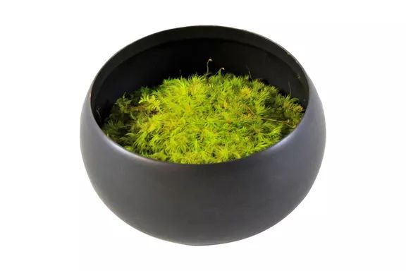 The Sill Preserved Moss in Ceramic Bowl