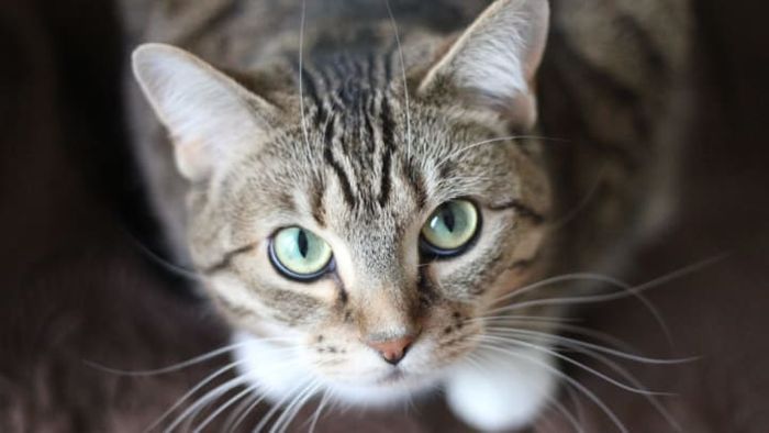 When a cat nudges your head, it’s their way of saying you’re one of them. You may not be the leader, but you’re definitely part of the crew.