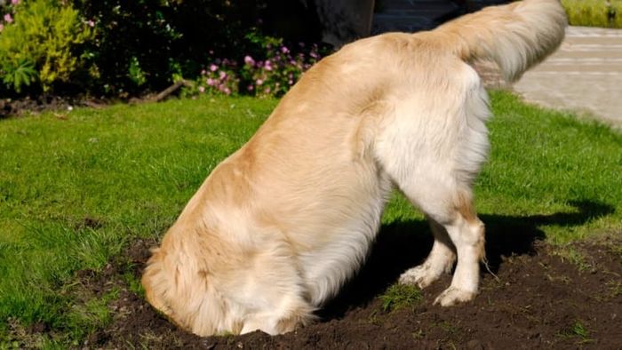 Dogs have a natural tendency to dig.