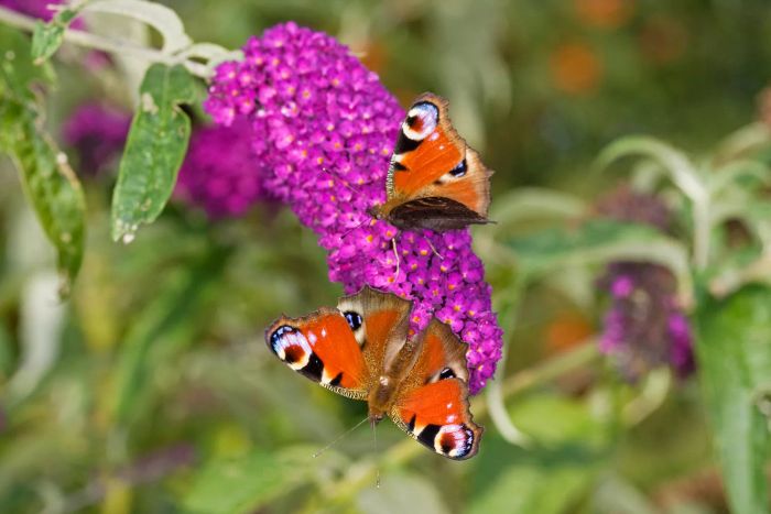 A close-up view of a purple butterfly bush with two butterflies feeding on it