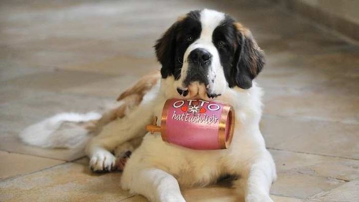 It's unlikely that the barrel actually contains brandy.