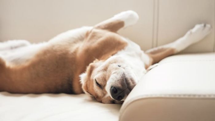 Dogs often appear to be running in their sleep. But what’s really going on?