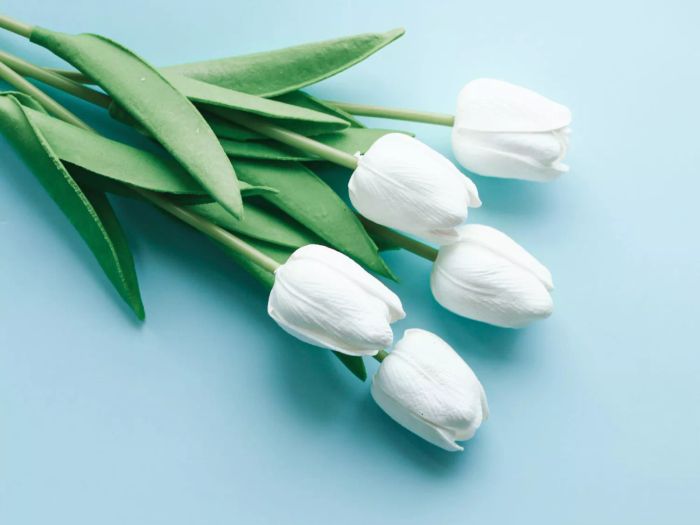 White tulips set against a serene blue backdrop