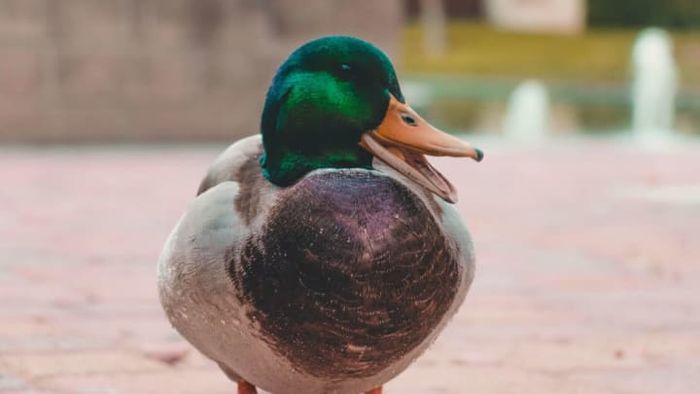 Not quite a lame duck.