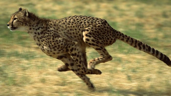 Cheetah Sprinting