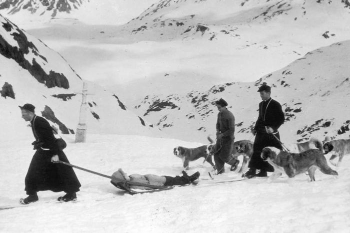 St. Bernards performing their duties in alpine rescue operations.