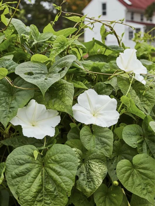 Moonflower