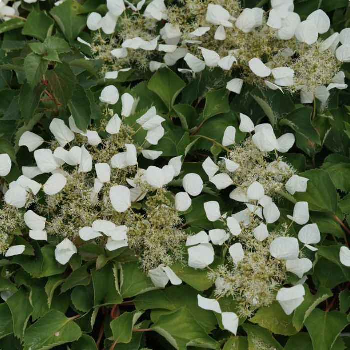 False Hydrangea